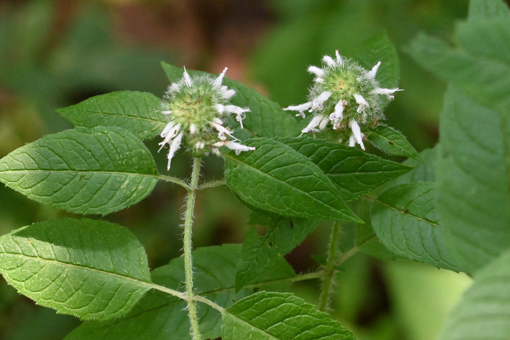 Hairy Wood Mint (Blephilia hirsuta) 2x2x3" Pot