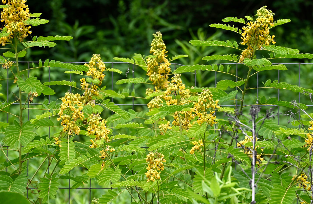 Wild Senna (Senna hebecarpa) 2x2x3" Pot