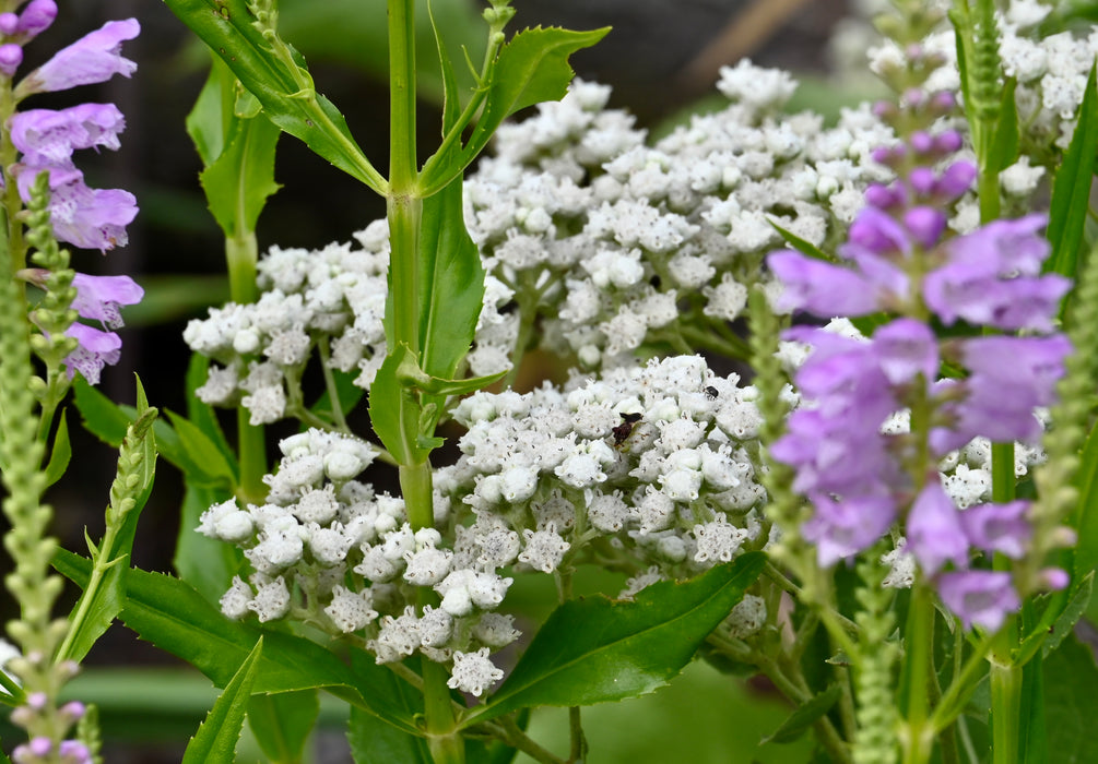 Wild Quinine (Parthenium integrifolium) 2x2x3" Pot