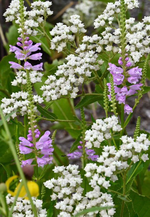 Wild Quinine (Parthenium integrifolium) 2x2x3" Pot