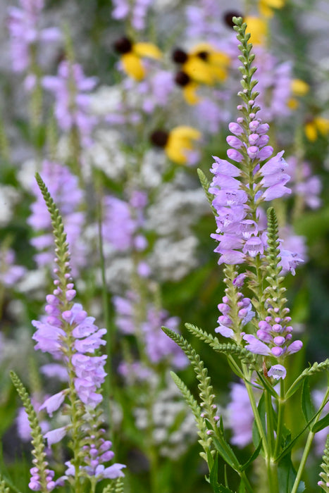 Obedient Plant (Physostegia virginiana) 2x2x3" Pot