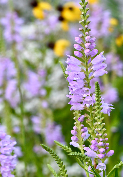 lavender obedient plant Seed Pack