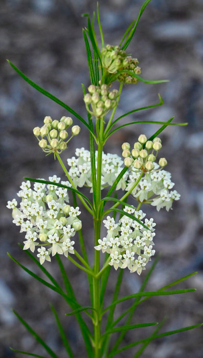 Whorled Milkweed (Asclepias verticillata) 2x2x3" Pot