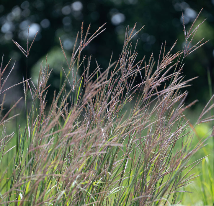 Big Bluestem (Andropogon gerardii) 2x2x3" Pot