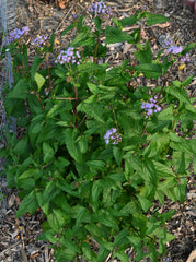Blue Mistflower (Conoclinium coelestinum)