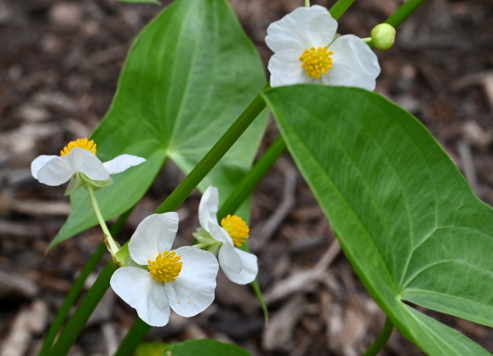 Common Arrowhead (Sagittaria latifolia) 2x2x3" Pot