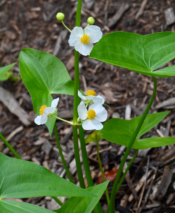 Common Arrowhead (Sagittaria latifolia) 2x2x3" Pot