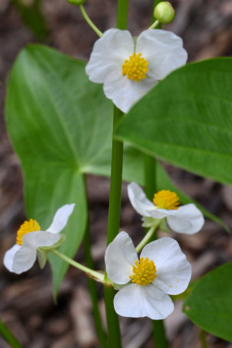 Common Arrowhead (Sagittaria latifolia) 2x2x3" Pot