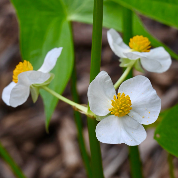 arrowhead plant seeds Common Arrowhead (Sagittaria latifolia) 2x2x3" Pot — Native Plants Unlimited LLC