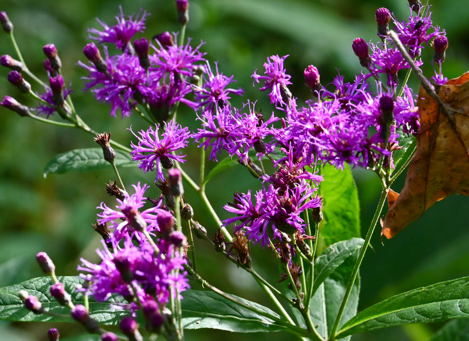 Tall Ironweed (Vernonia gigantea) 2x2x3" Pot