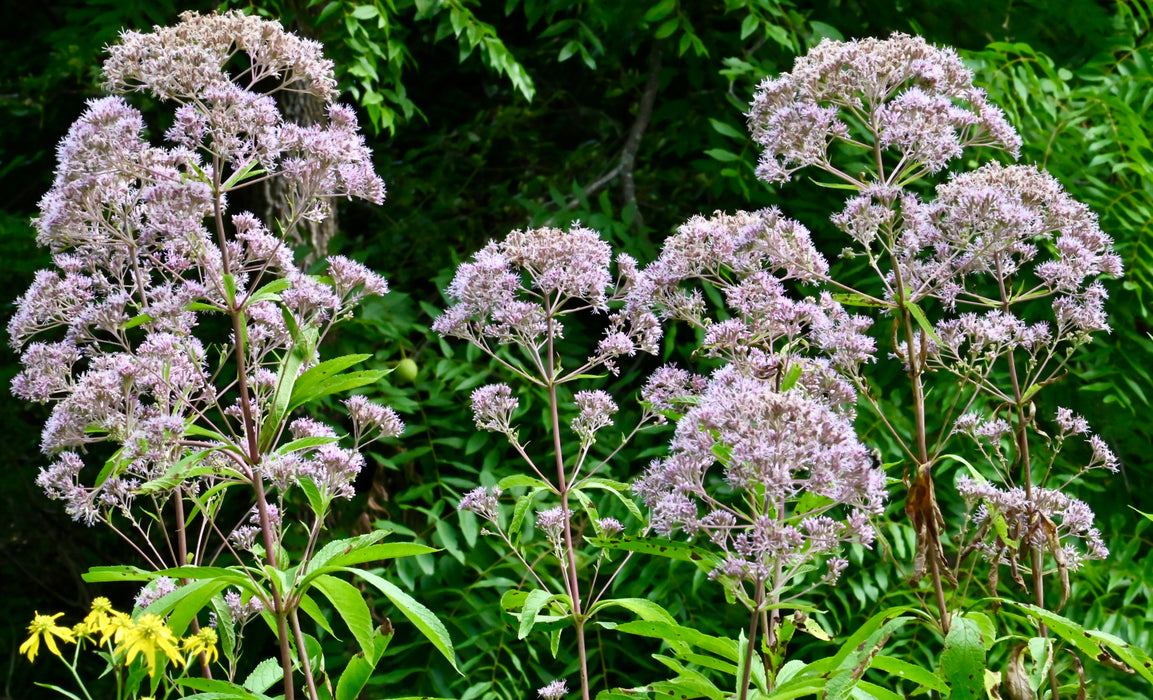 Hollow Joe-pye Weed (Eutrochium fistulosum) 2x2x3" Pot