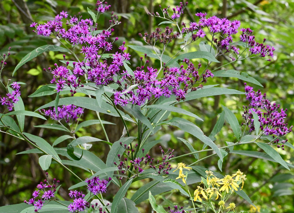 Tall Ironweed (Vernonia gigantea) 2x2x3" Pot