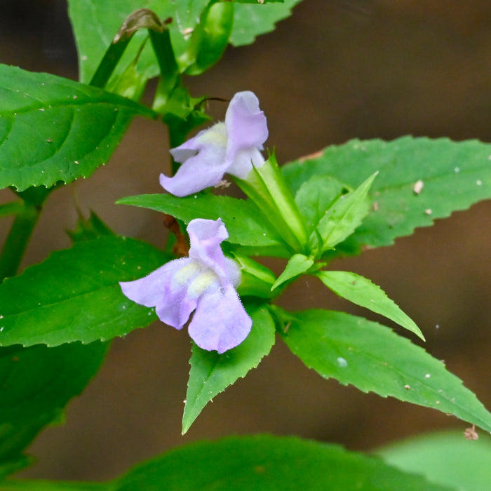 Monkeyflower (Mimulus ringens) 2x2x3" Pot