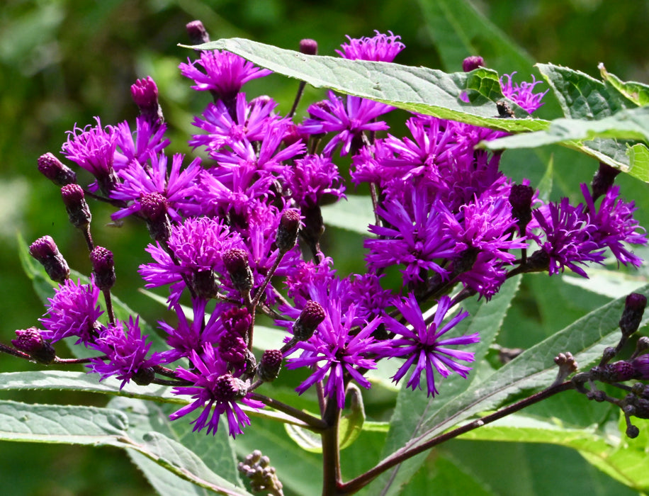 Tall Ironweed (Vernonia gigantea) 2x2x3" Pot