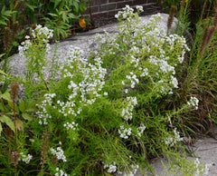 Common Mountain Mint (Pycnanthemum virginianum)