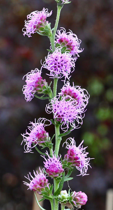 Rough Blazing Star (Liatris aspera) 2x2x3" Pot