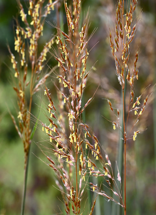 Indian Grass (Sorghastrum nutans) 2x2x3" Pot