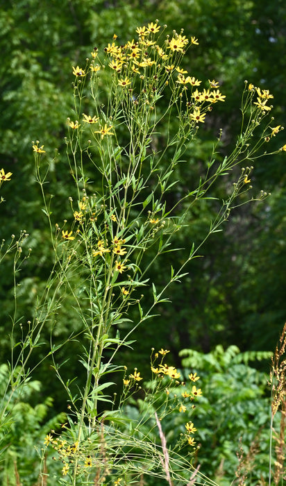 Tall Coreopsis (Coreopsis tripteris) 2x2x3" Pot