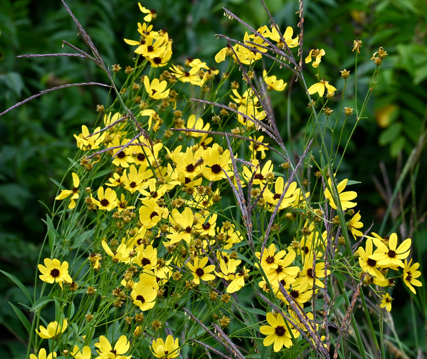 Tall Coreopsis (Coreopsis tripteris) 2x2x3" Pot