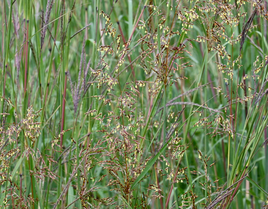 Indian Grass (Sorghastrum nutans) 2x2x3" Pot