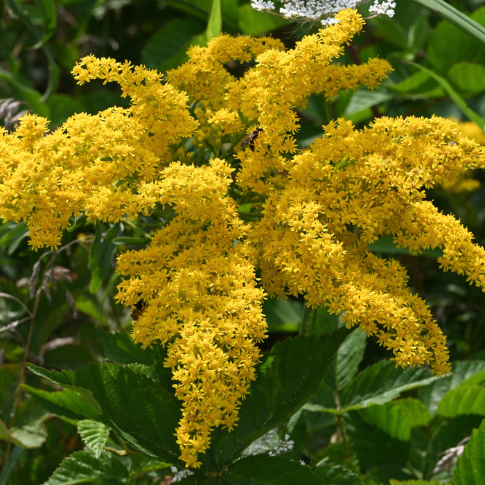 Early Goldenrod (Solidago juncea) 2x2x3" Pot