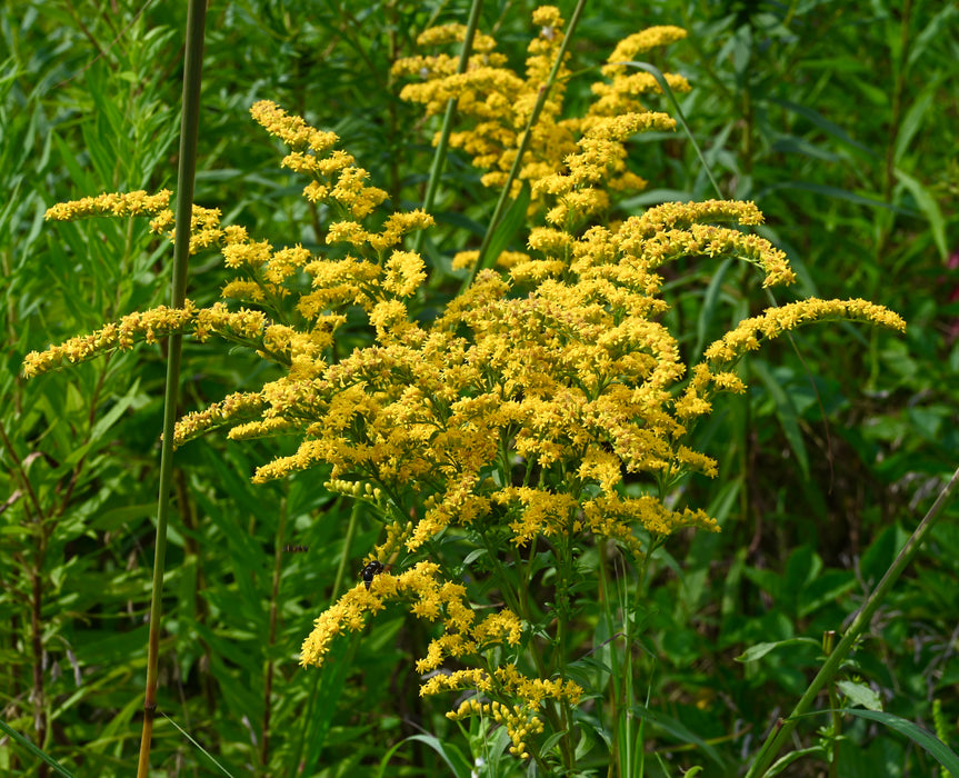 Early Goldenrod (Solidago juncea) 2x2x3" Pot