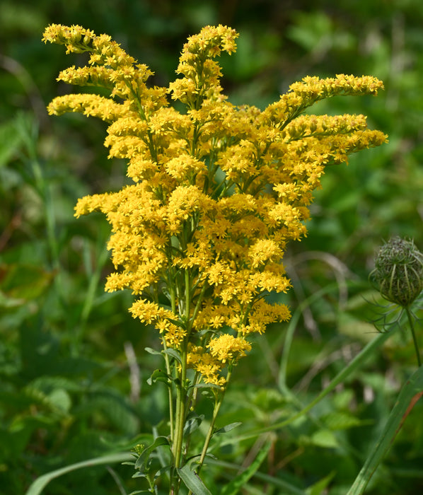 Early Goldenrod (Solidago juncea) 2x2x3" Pot