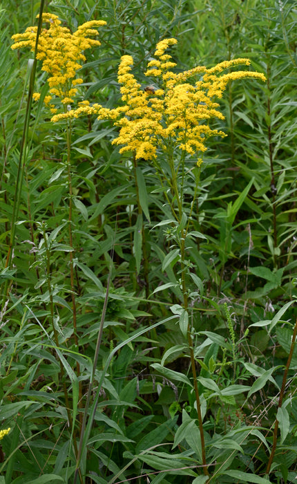 Early Goldenrod (Solidago juncea) 2x2x3" Pot