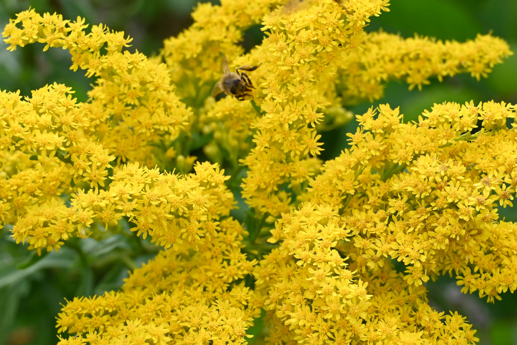 Early Goldenrod (Solidago juncea) 2x2x3" Pot