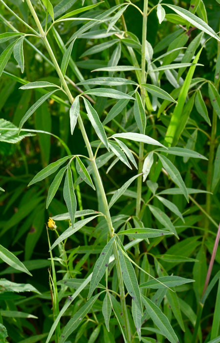 Tall Coreopsis (Coreopsis tripteris) 2x2x3" Pot