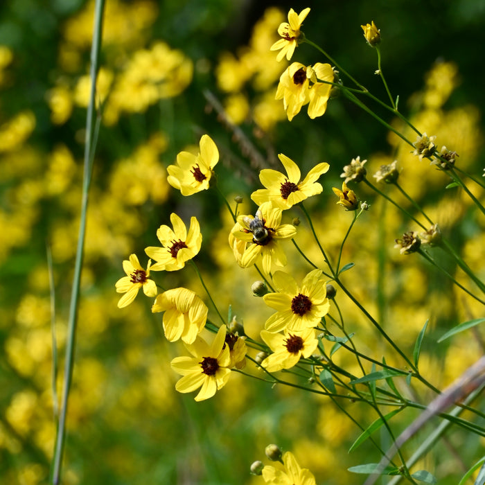 Tall Coreopsis (Coreopsis tripteris) 2x2x3" Pot