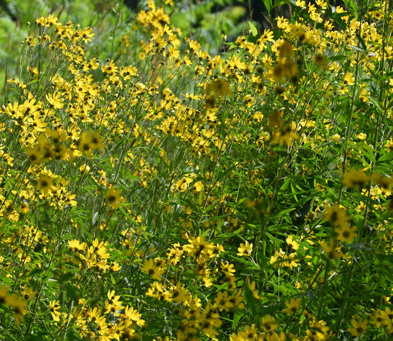 Tall Coreopsis (Coreopsis tripteris) 2x2x3" Pot