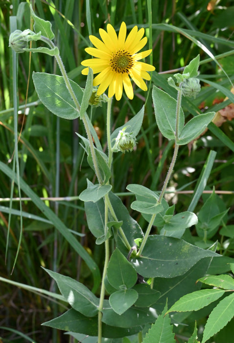 Downy Sunflower (Helianthus mollis) 2x2x3" Pot