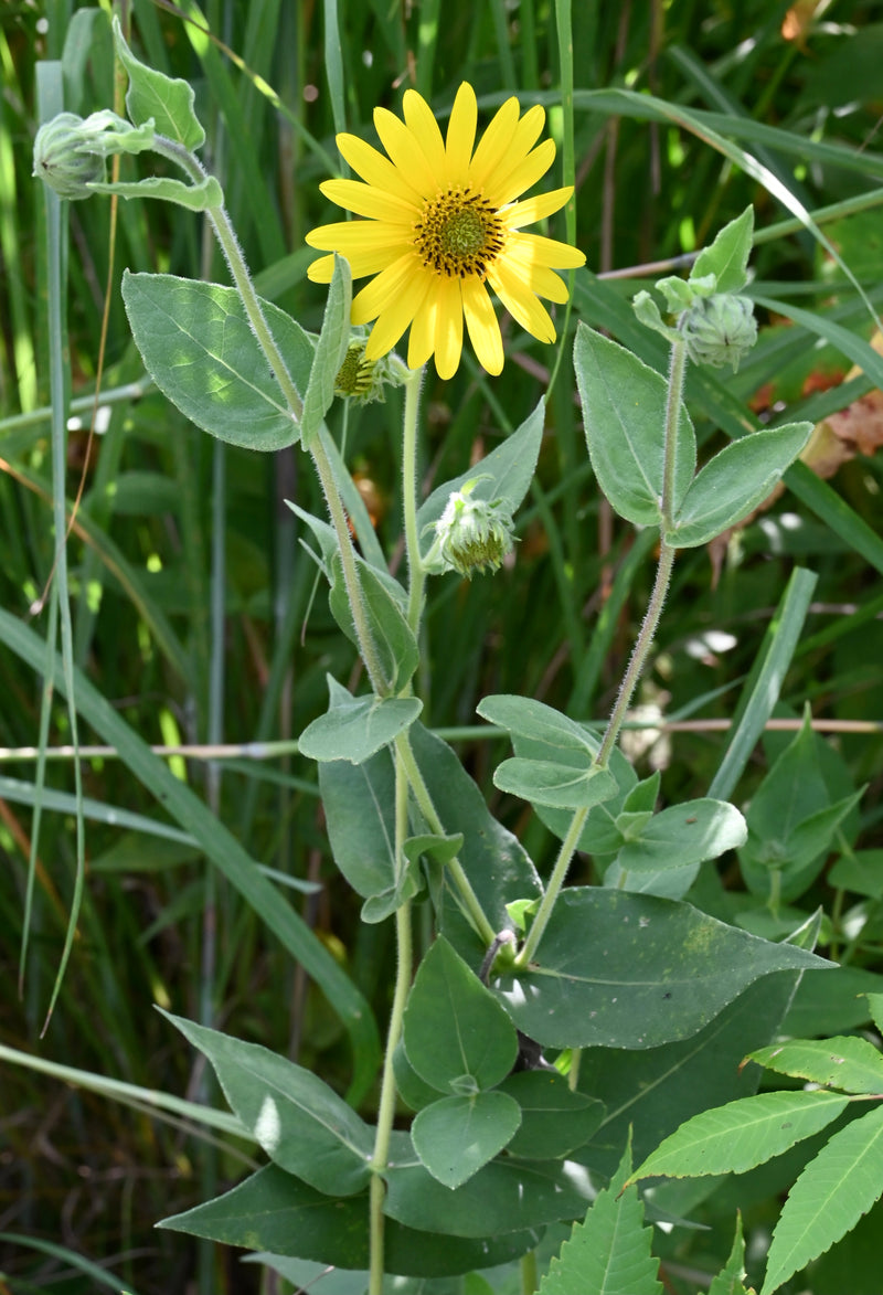 Downy Sunflower (Helianthus mollis)