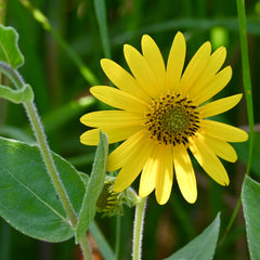 Downy Sunflower (Helianthus mollis)