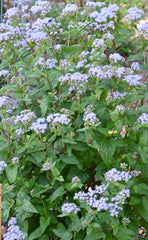 Blue Mistflower (Conoclinium coelestinum)