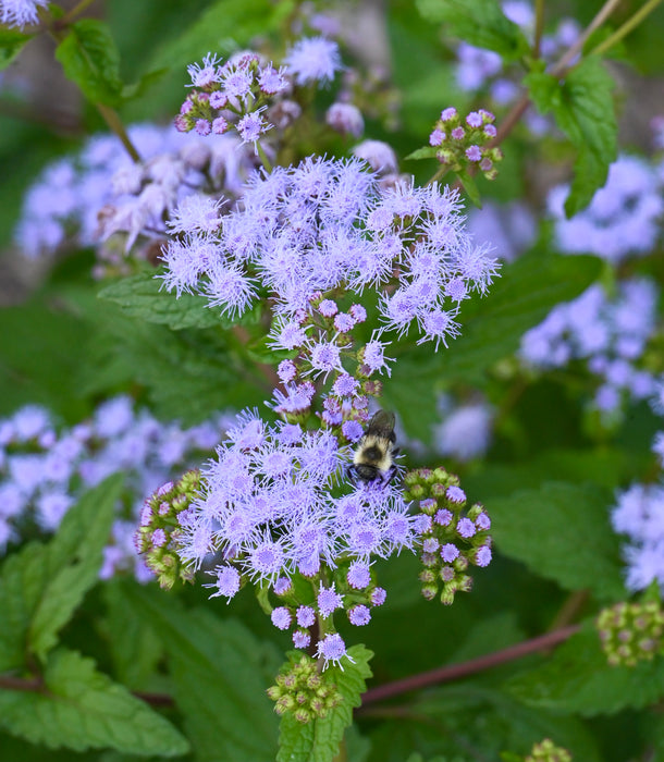 Blue Mistflower (Conoclinium coelestinum) 2x2x3" Pot