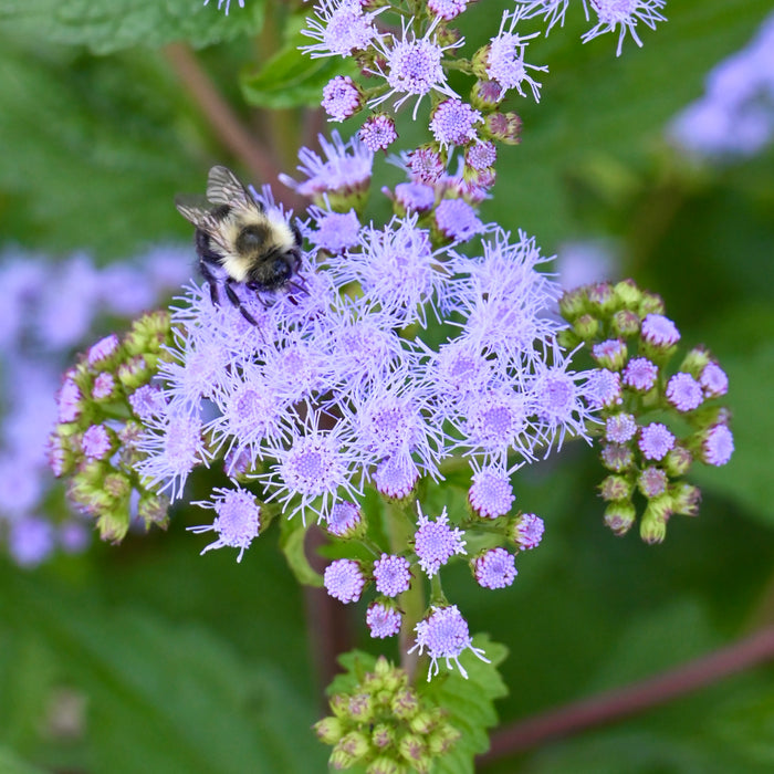 Blue Mistflower (Conoclinium coelestinum) 2x2x3" Pot