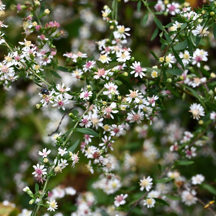 Calico Aster (Symphyotrichum lateriflorum) 2x2x3" Pot