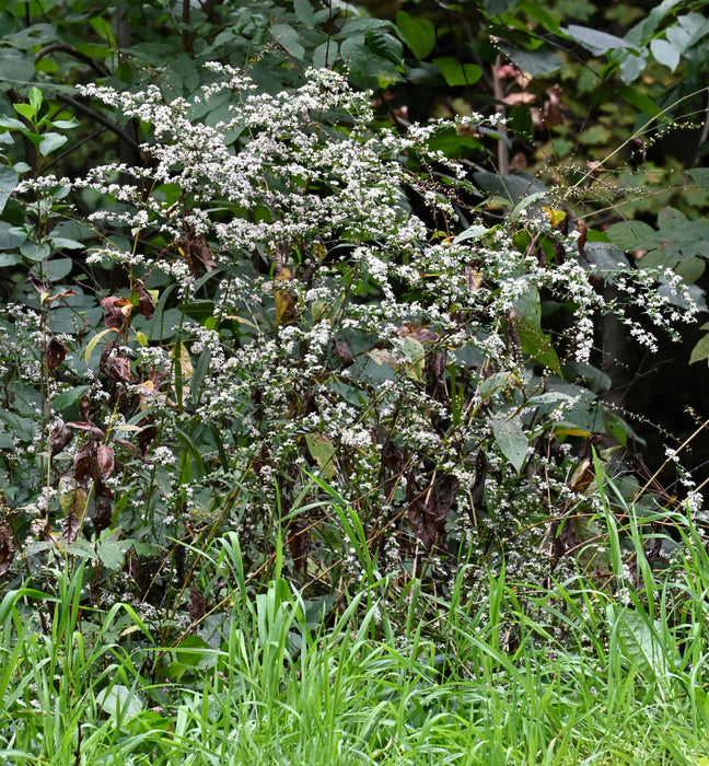 Calico Aster (Symphyotrichum lateriflorum) 2x2x3" Pot