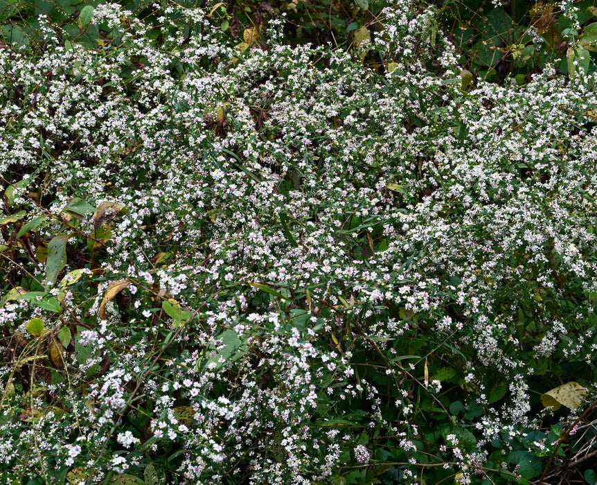 Calico Aster (Symphyotrichum lateriflorum) 2x2x3" Pot