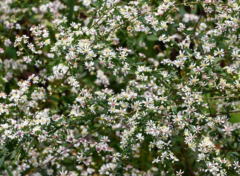 Calico Aster (Symphyotrichum lateriflorum) 2x2x3" Pot