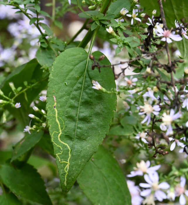 Heart-leaved Aster (Symphyotrichum cordifolium) 2x2x3" Pot