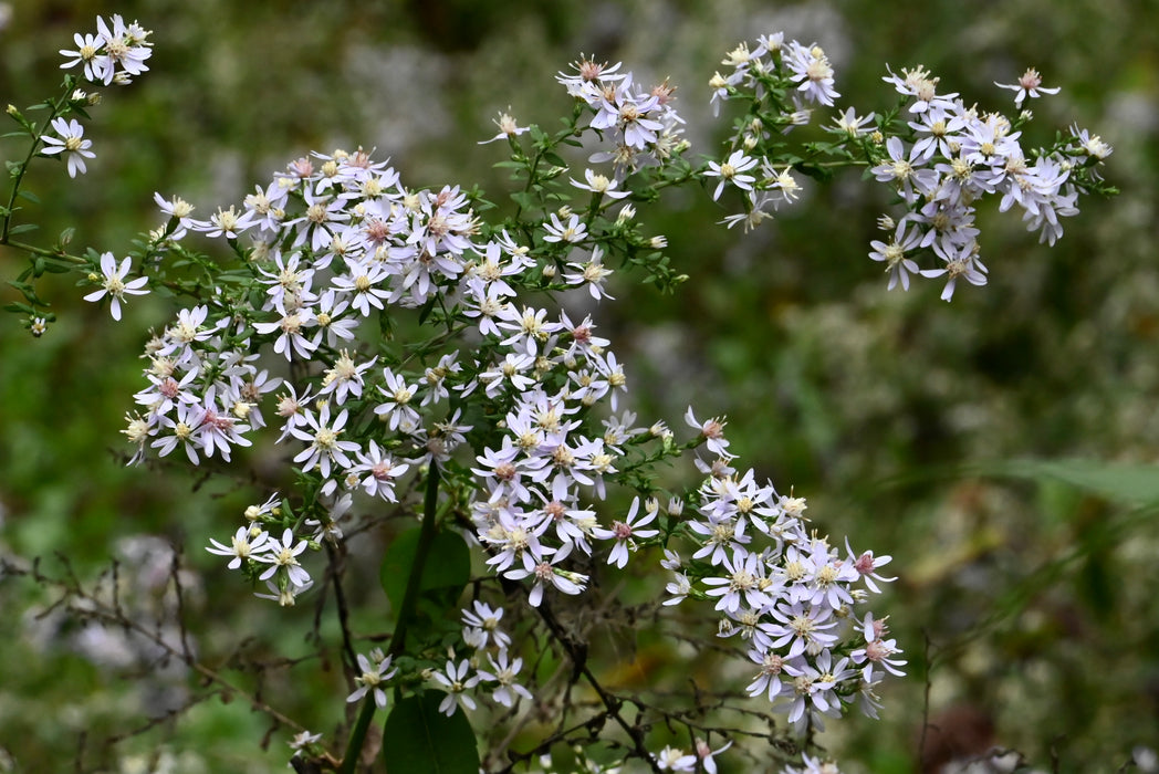 Heart-leaved Aster (Symphyotrichum cordifolium) 2x2x3" Pot