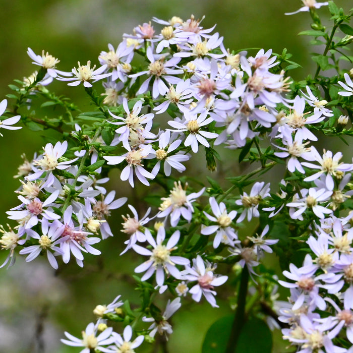 Heart-leaved Aster (Symphyotrichum cordifolium) 2x2x3" Pot