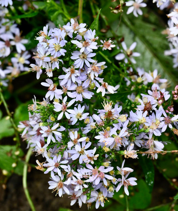 Heart-leaved Aster (Symphyotrichum cordifolium) 2x2x3" Pot