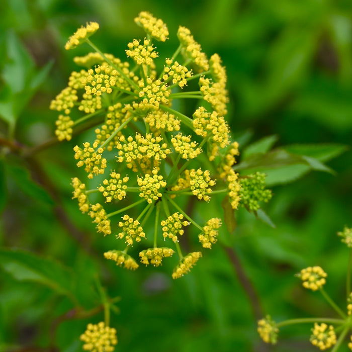 Golden Alexanders (Zizia aurea) 2x2x3" Pot