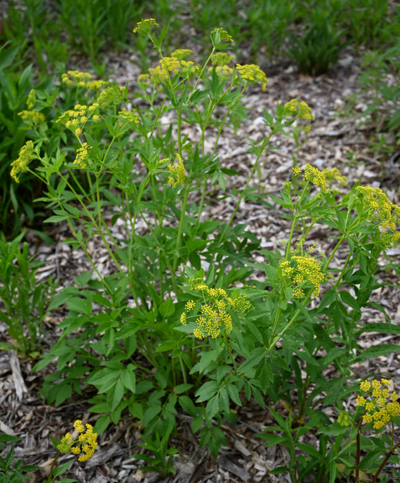 Golden Alexanders (Zizia aurea) 2x2x3" Pot