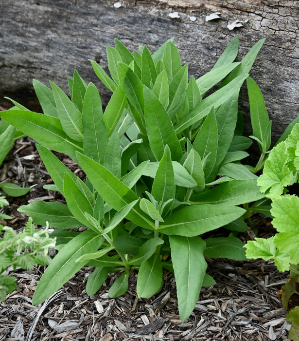 Downy Sunflower (Helianthus mollis) 2x2x3" Pot