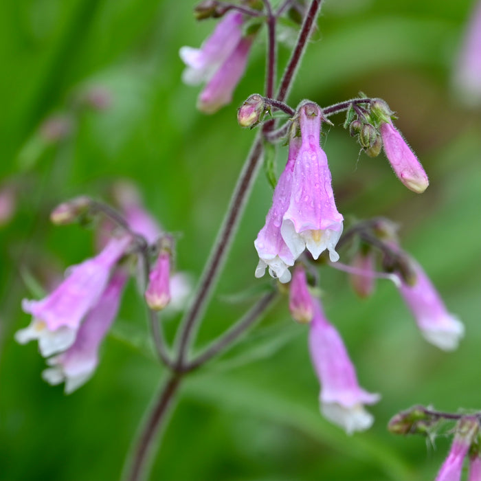 Hairy Penstemon (Penstemon hirsutus) 2x2x3" Pot